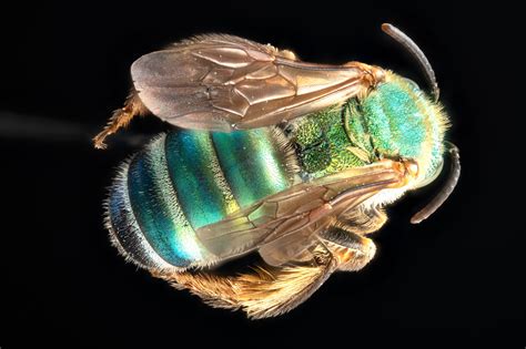 Helicon or Zerene .